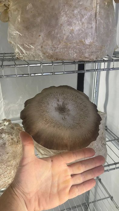 Qoziqorin veshinka mitseliysi