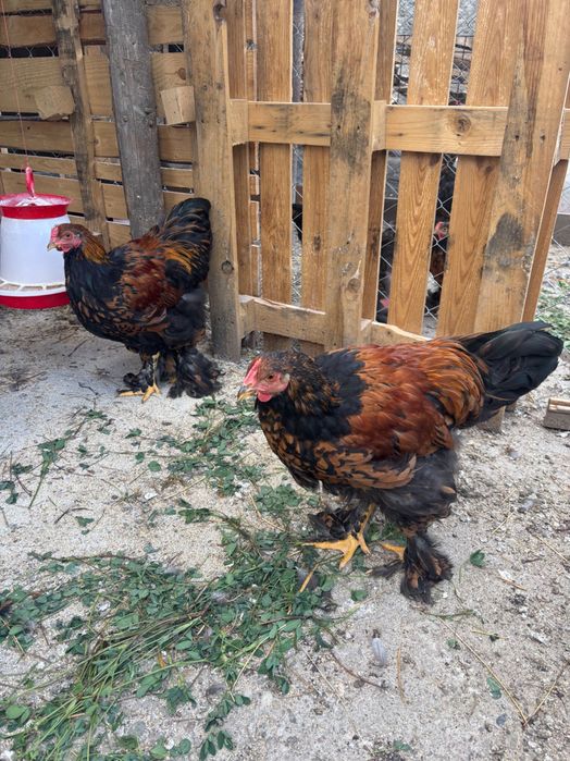 Cocos Brahma Gold de vânzare