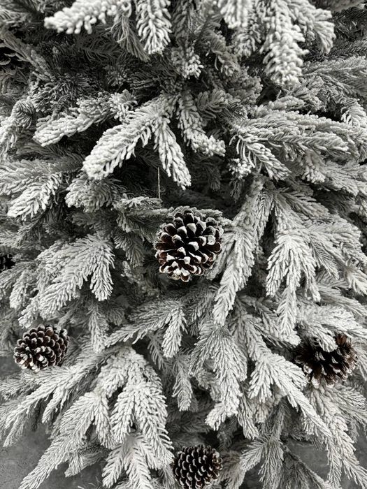 Елки барлық қалаға доставка