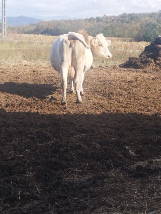 Vaci bălțate cu lapte