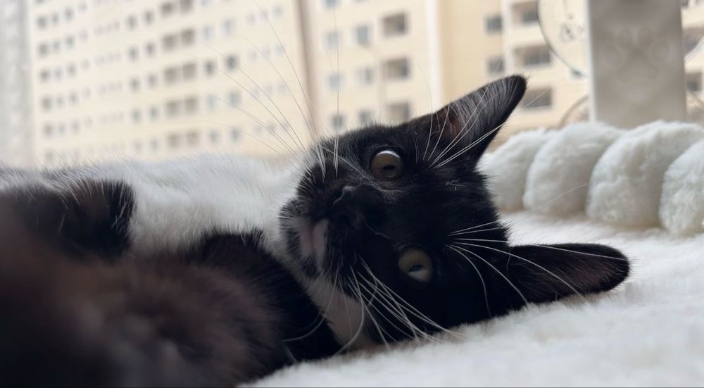 Котенок девочка в добрые руки