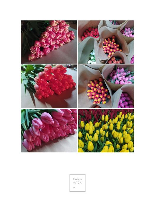 Оптом  тюльпаны и розницу