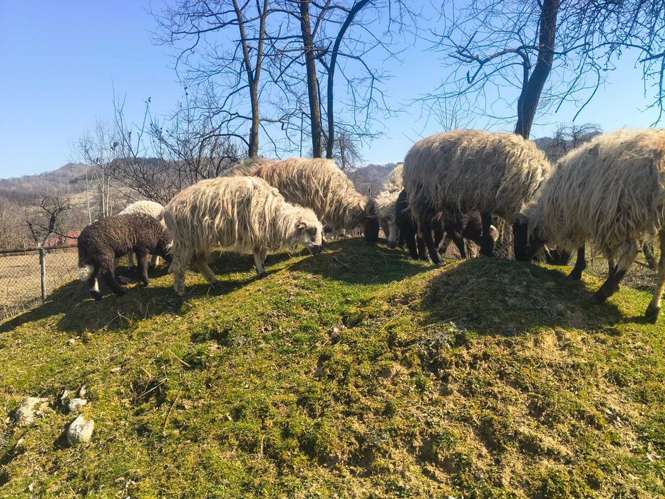Oi de vânzare la prima fătare