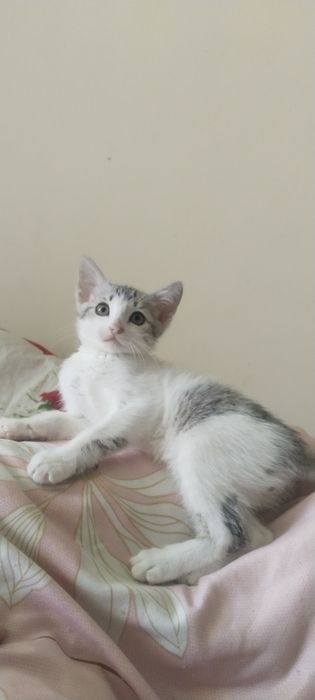 Котенок мальчик.