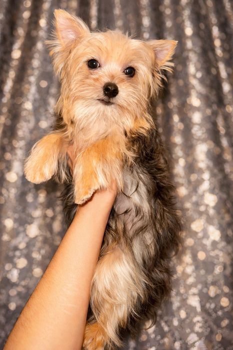 Йорширский терьер щенок миник