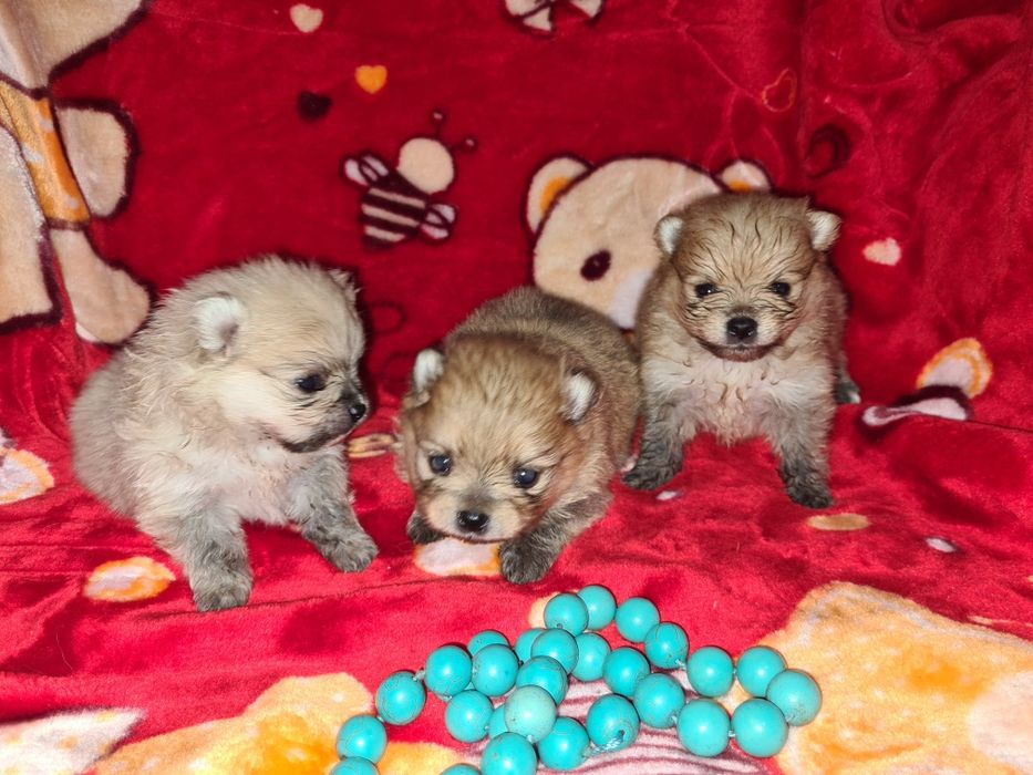 Продам щенков шпица.