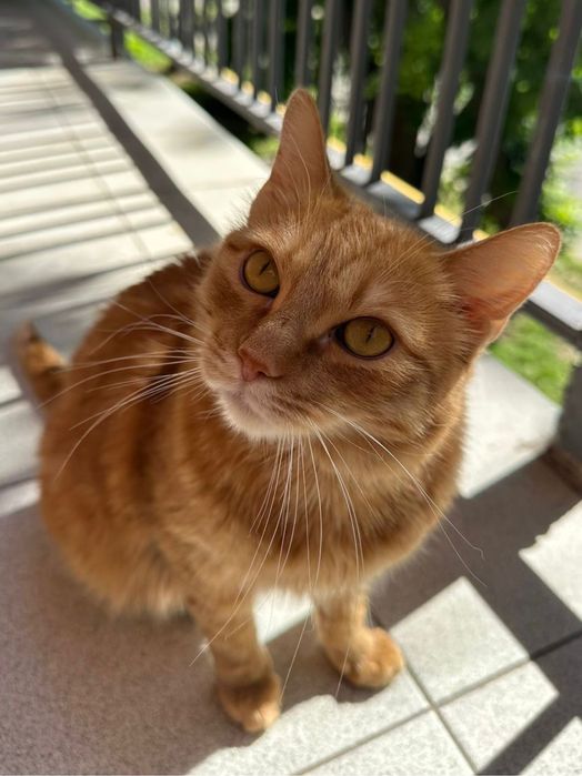 Отдадим кота в хорошие руки