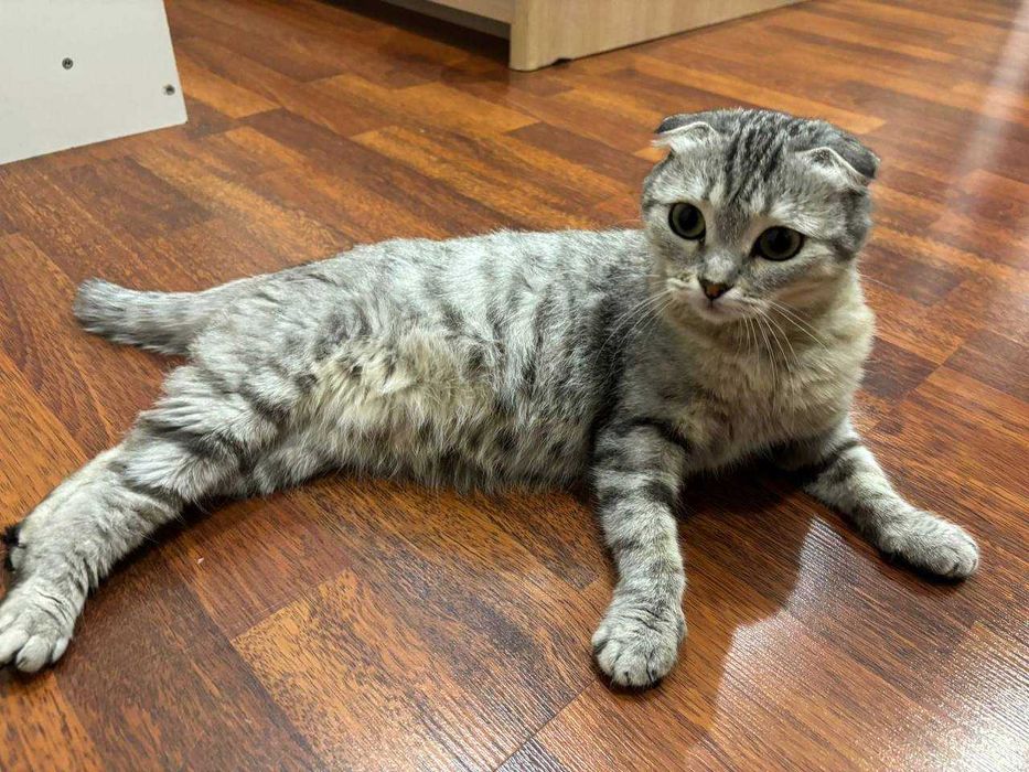Кошка в хорошие руки