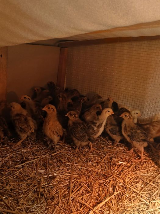 Шөжелер сатылады