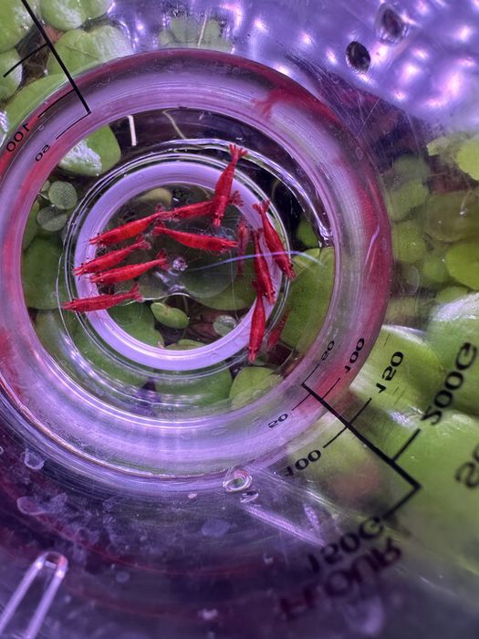 Creveti Neocaridina Sakura Red
