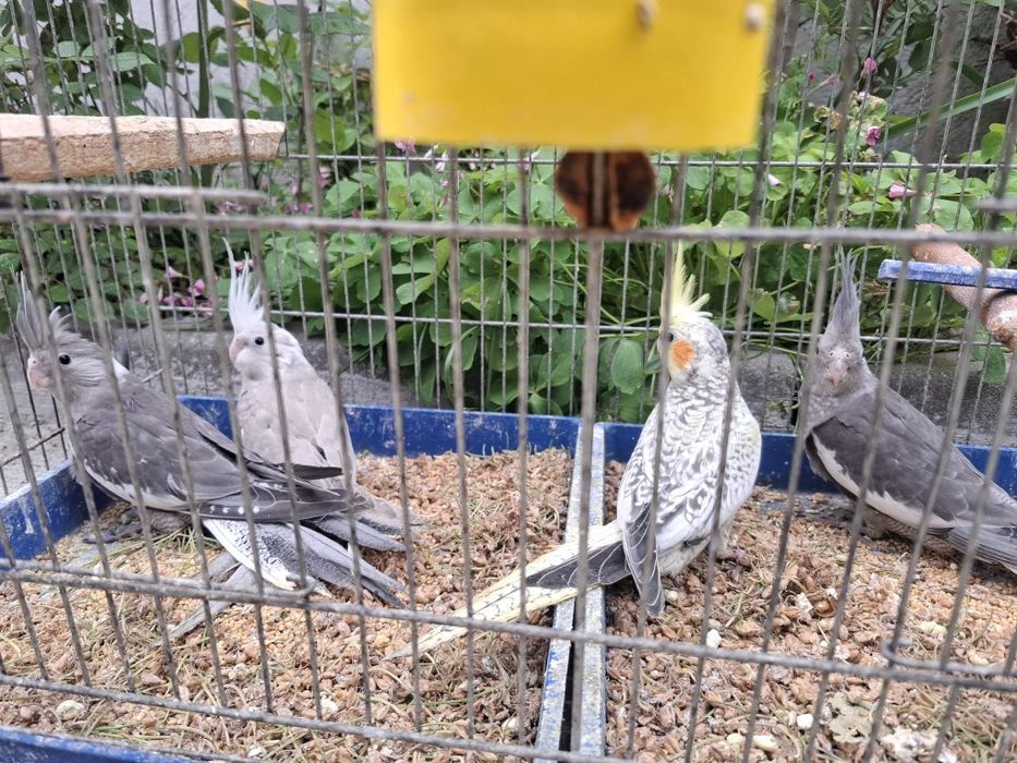 Продавам млади корели