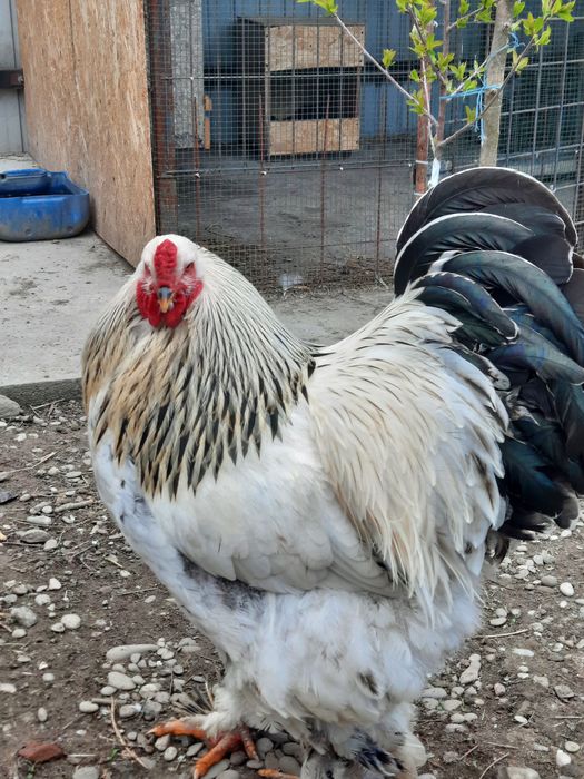 Găini Brahma de vânzare