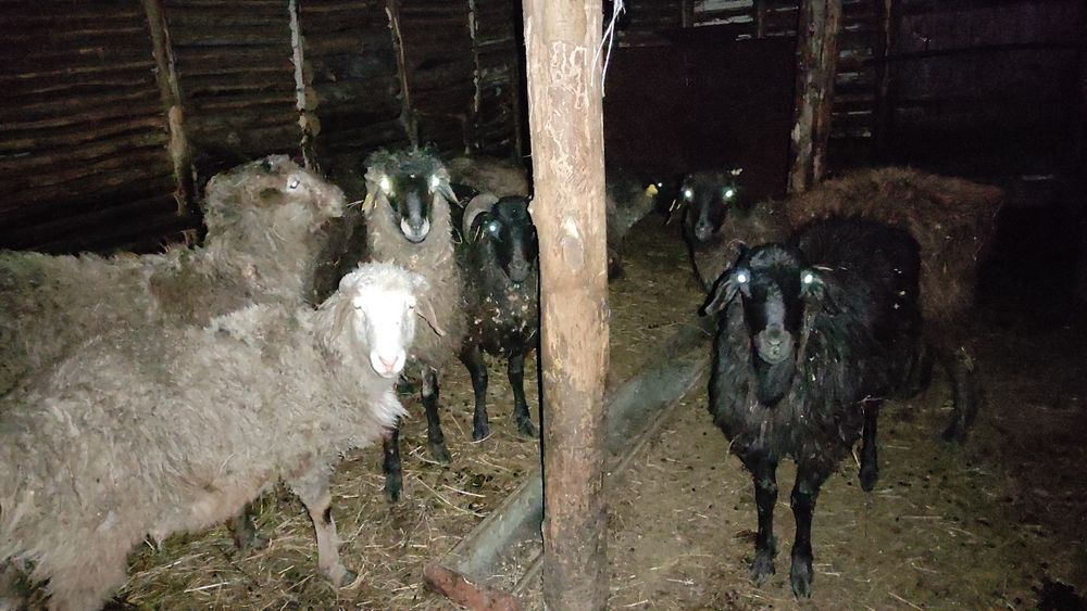 Продам баранов с откорма.