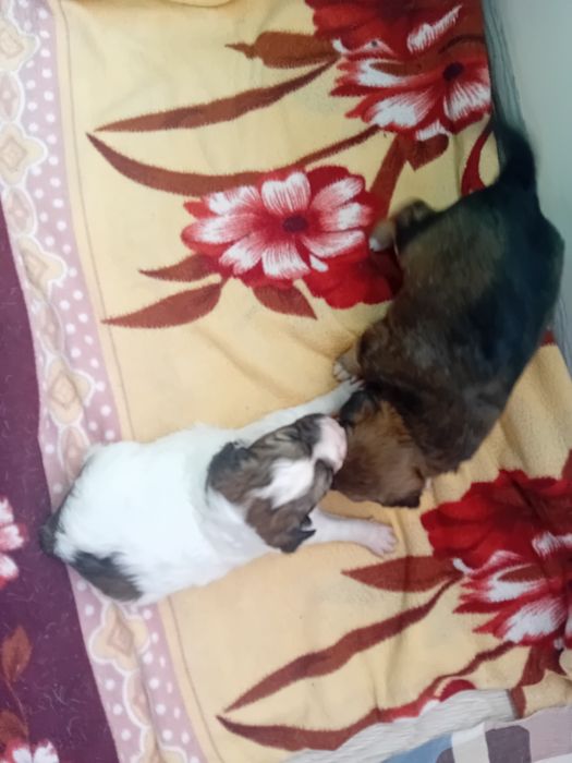 Продаются щенки терьер