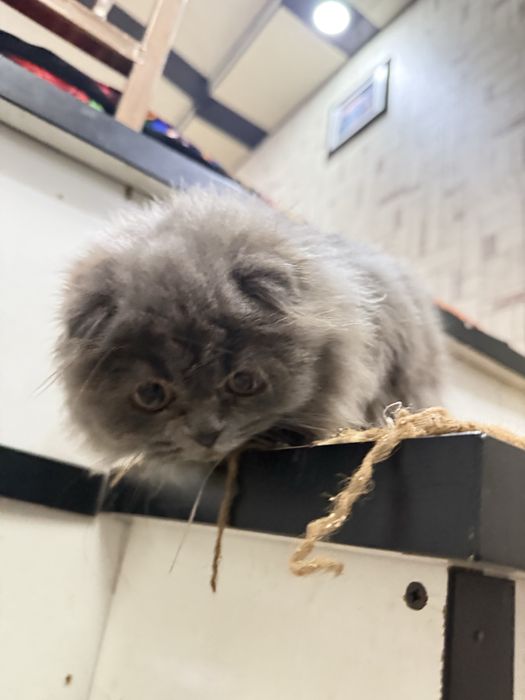 Skotish fold 5 oylik