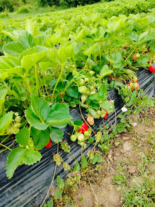 Разсад Ягоди с високо качество и вкус