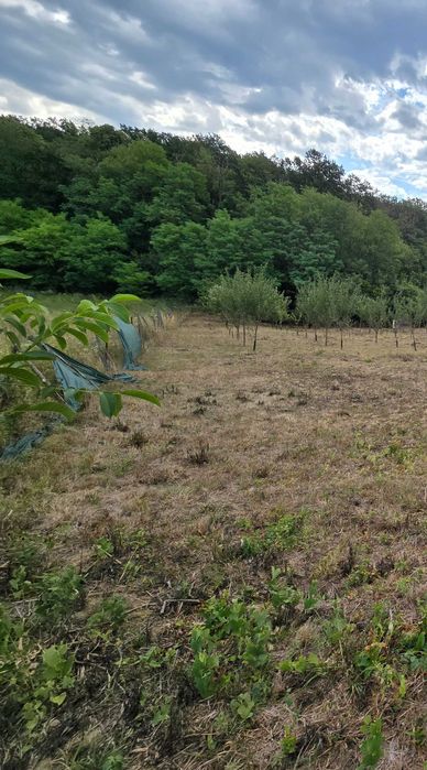 Teren extravilan  in Cladova