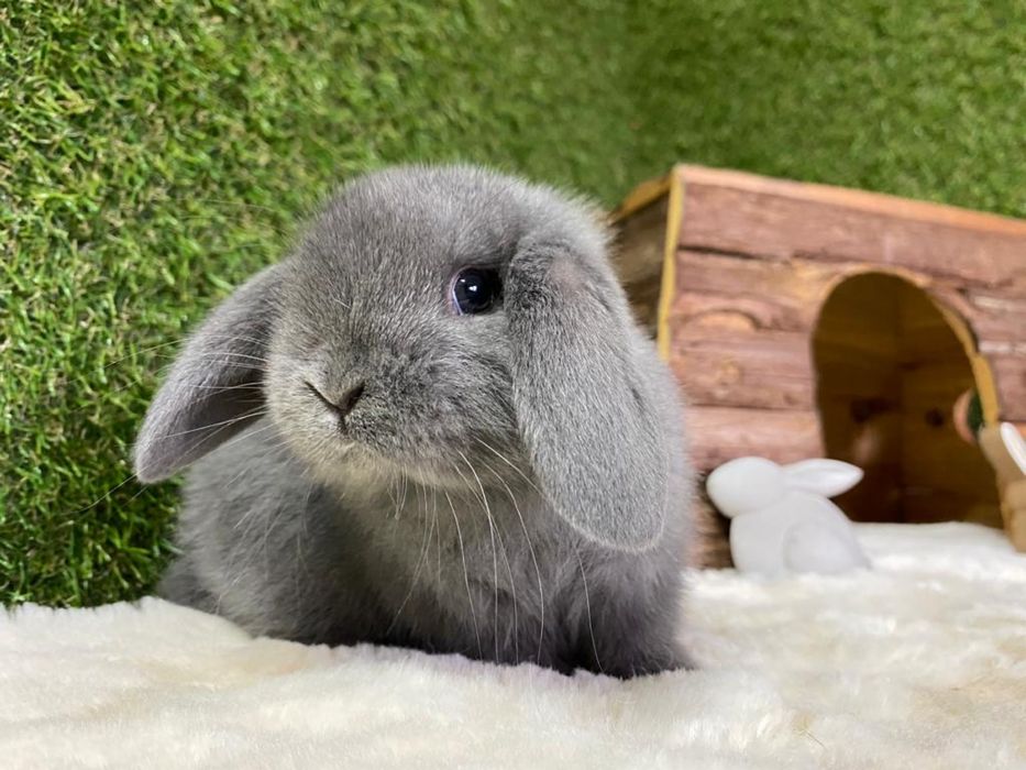 Iepuri pitici de companie berbec pitic/cap de leu/olandez pitic/mini