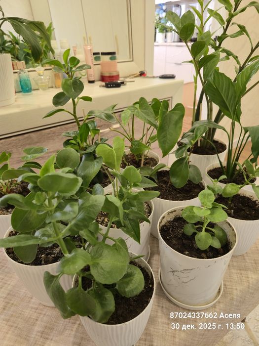 Комнатные цветы много