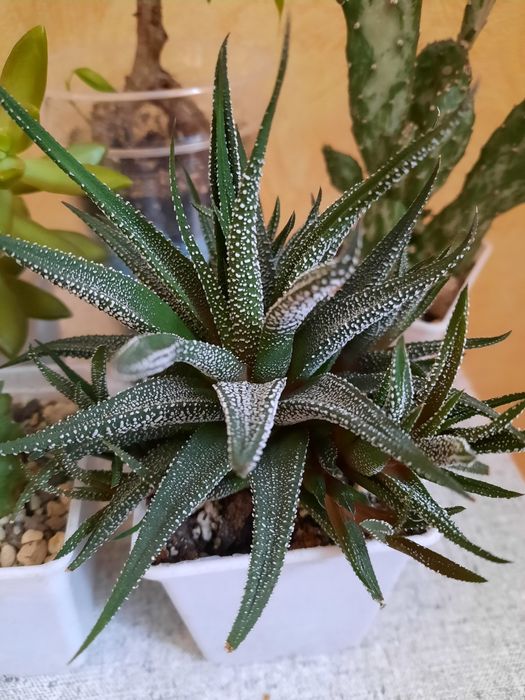 Продам кактусы и хавортию.