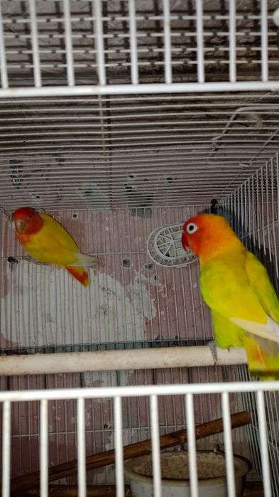 Qafasi bilan 1 juft papugaychiklar sotiladi