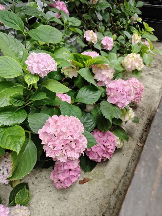 Hortensie de vânzare