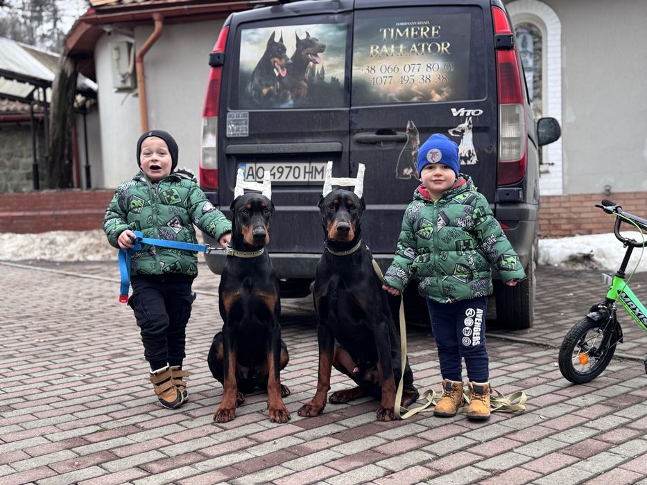 Căței Doberman cu pedigree
