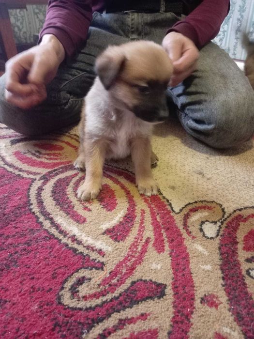 Щенки в добрые, ответственные руки