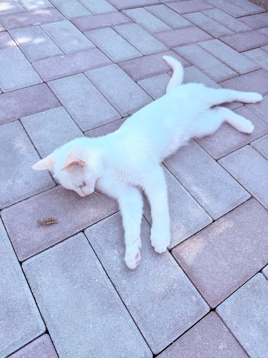 Пропал кот белый с голубыми глазами