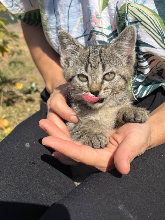 Котята ищут дом.