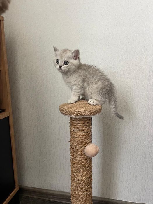 Pisicuta Scottish / British