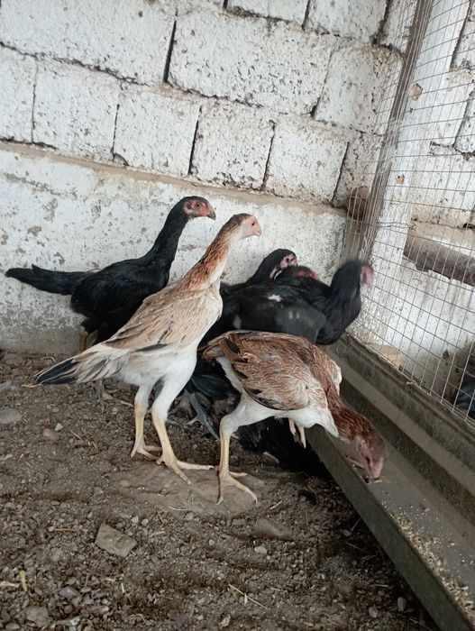 2.5 ойли жужала сотилади