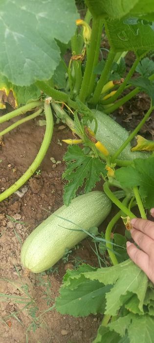 Продается дачный участок.