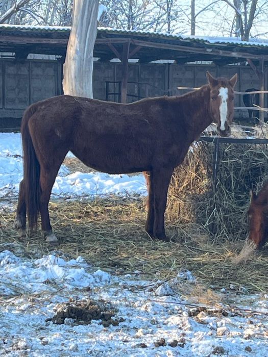 Бараны с откорма кобылы с откорма