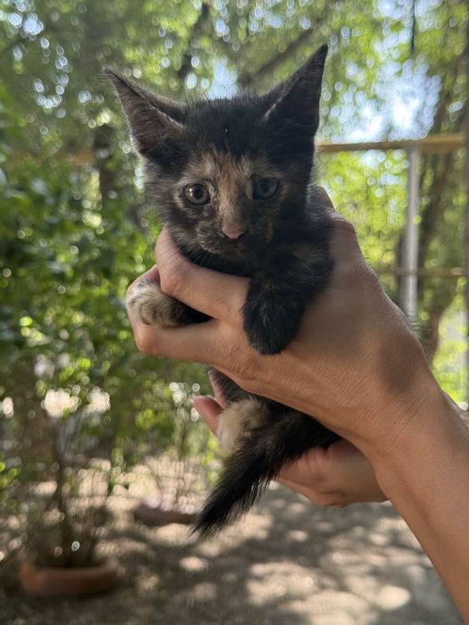 Котята бесплатно