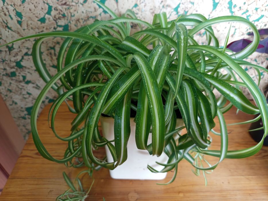 Продам комнатные цветы