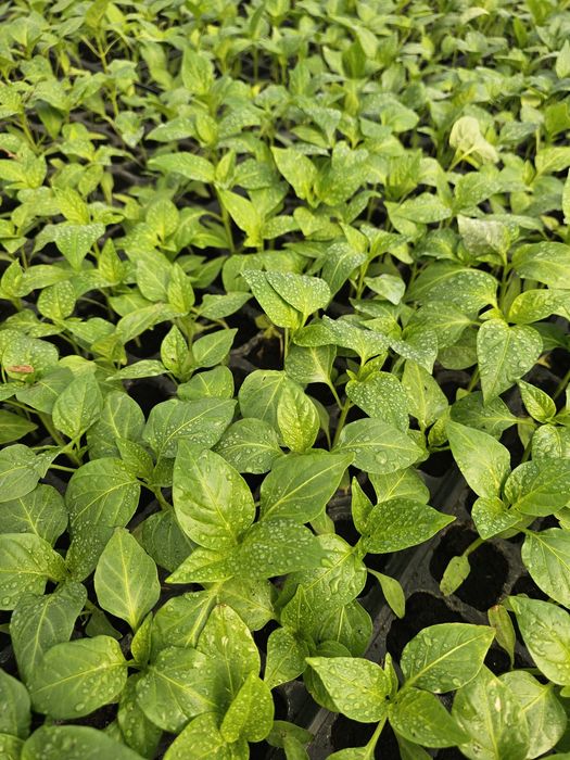 Vand rasaduri de legume