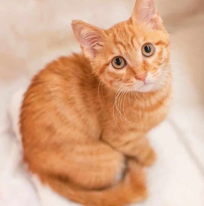 Мальчик, примерно 6 месяцев, замечательный