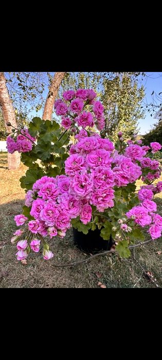 Продам сортовые пеларгонии