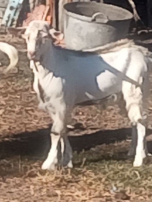 Țap    de   vânzare