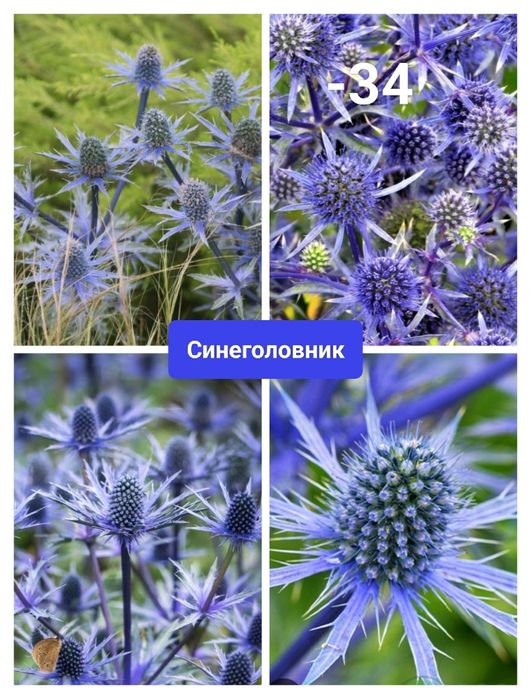 Многолетние цветы неприхотливые.