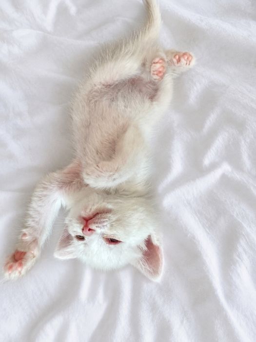 Отдам котенка мальчик