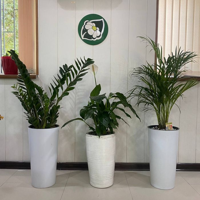 Офисные растения в горшках цветы ofis uchun gullar