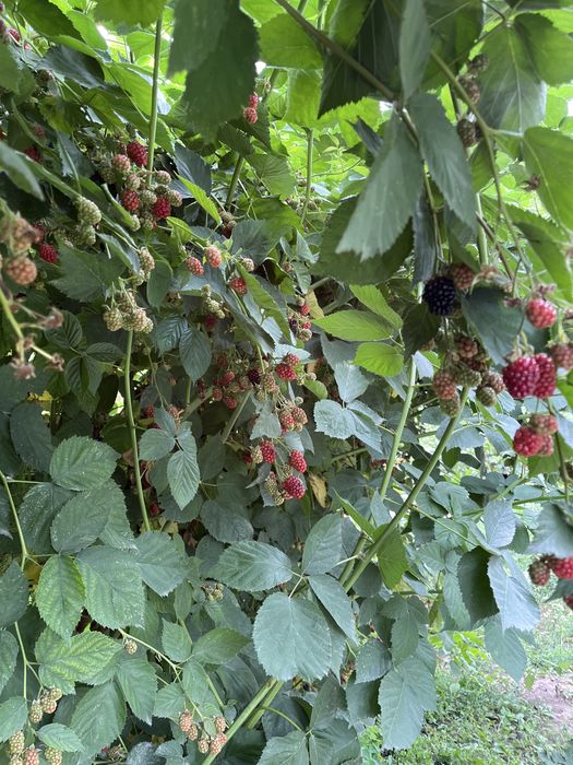 Продам домашнюю ежемалину