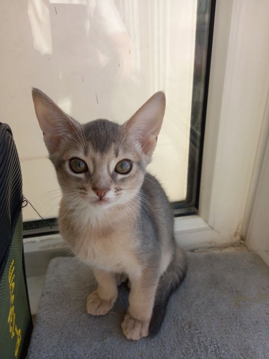 Котёнок с кошкой Абесинки