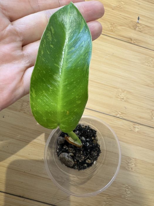 Филодендроны разные сорта