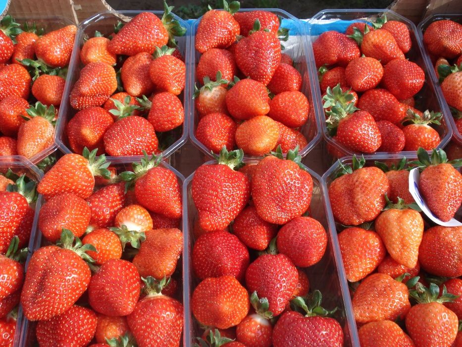 Stoloni de căpşuni soiuri Romanesti A+ si remontant