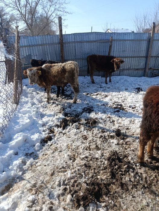 Продам хороший телят