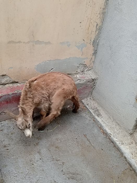 Эчки мурсияан  срочна сотилади