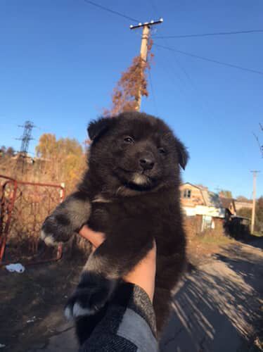 Отдадим щенков в добрые руки
